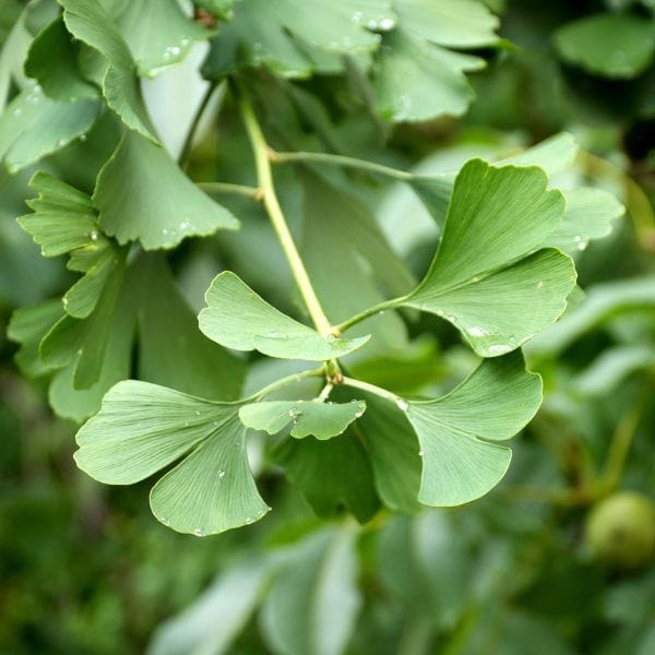 B-greens, 30 vrečk