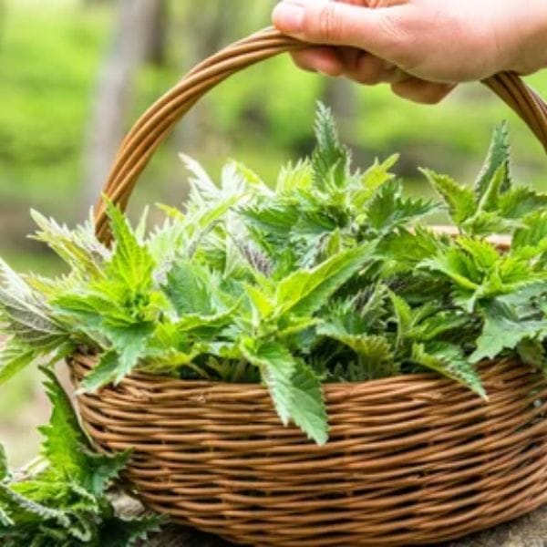 Urovit Tea, 30 filter vrečk