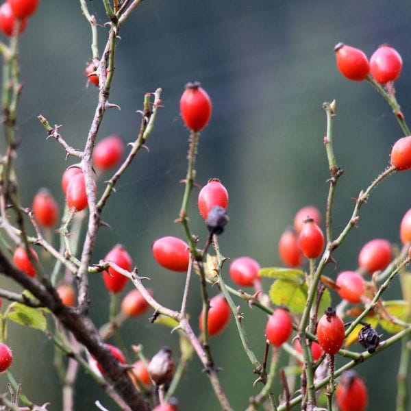 Q10 + Selenium, 30 kapsul